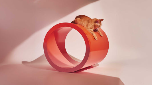 A new puppy and kitten surrounded by pet essentials including a bed, toys, and food bowls